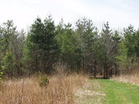 Man stands by Pine trees