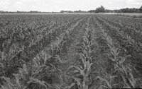 No-till fields of corn