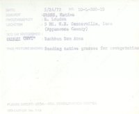 Native grass, 1972