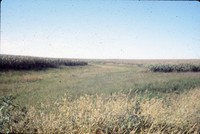 Grassed headland on the Peters-Schueder farm.