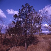 Austrian pine with needle blight. 