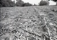 No-till fields of corn