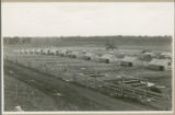 Sheds used as experimental pens for hogs, 1930