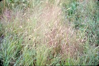 Love grass in the DeSoto Bend.