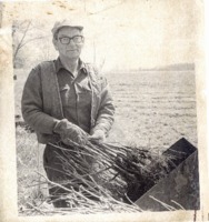 Walnut Seedlings, 1978