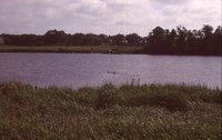 Wetland on the Wyatt Farm.
