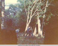 Group of men cutting down a tree by the Cabin 