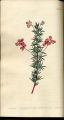 Narrow-leaved Indigo
