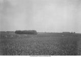 Boulder field in Iowan area, Williamstown, Iowa, June 19, 1926
