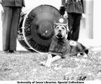 ROTC canine mascot, Rex, wearing uniform, The University of Iowa, 1929