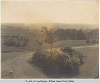 Lane with tree and bushes