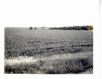 Merle Frundle cornfields