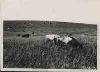 Cattle grazing in brome alfalfa