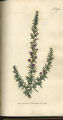Heath-leaved Milkwort