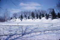 Snow piled in a windbreak.