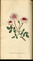 Pompone Rose, French Rose, Red Rose