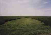 GreenPasture Between Two Banks of Corn