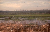 Forty ways of conservation in your community.