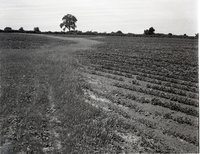 Bean Field with Grass and Shrubs