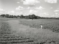 Young Girl Stands in Cornfield