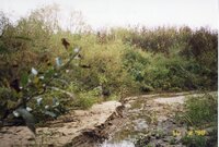 1999  Site where feeder creek enters the Flint River