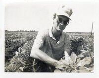 1986 Mark Fehseke, conservation technician,  examines Amaranth grain plants