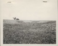Grassed waterway in a terraced field plowed on the contour.