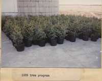 Tree Program - 1989.