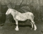 Pearl Refiner, futurity yearling, 1915