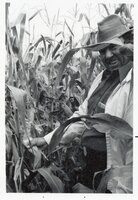 Smiling man in corn