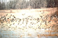 Ducks on a Pond.