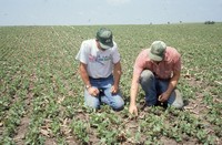 Quad District Award winners Steve and Tim Lundsgaard show off their no-till, drilled bean field.