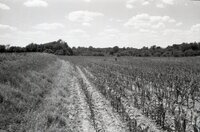 Man stands in grassy field