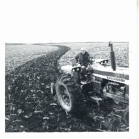 Larry N. strip crop, 1969