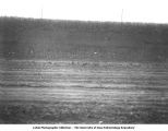 Pebble band in Iowan till, Liberty Township, Iowa, July 4, 1925