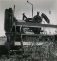 Self-propelled combine harvesting crops, in front close-up, 1955