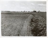 Photograph Collection Of Cropland  