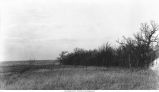 Forest meets the prairie on William Brook's farm in Brookes Township, Iowa, late 1890s or early 1900s