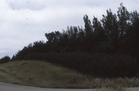 Windbreak on the Luetkeman farmstead.