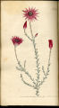 Elegant Xeranthemum,Everlastings, Straw Flowers