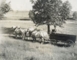 Four horse team and wagon