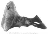 Pleistocene Fauna, part of an elephant pelvis, Oskaloosa, Iowa, late 1890s or early 1900s