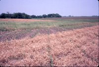 Dan McAllister no-till