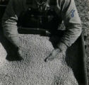 Farmer submerging his hands in freshly combined crops, 1955