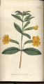 Orange Monkey-flower, Bush Monkey Flower, Orange Bush Monkey Flower, Musk