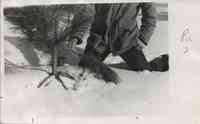 Man with mustache examines small pine tree in the snow