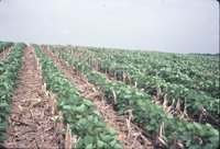 Jerry Lehman no-till