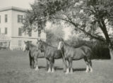 Three Clydesdale fillies, 1922