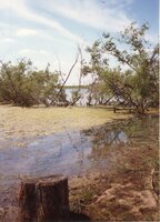 1987 Craig Murguia Pond