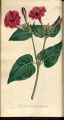 Common Marvel of Peru, Umbrellawort, Four-o-clock, False Jalapa